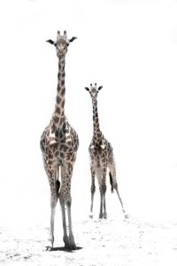 Giraffe - Life in Amboseli Desert