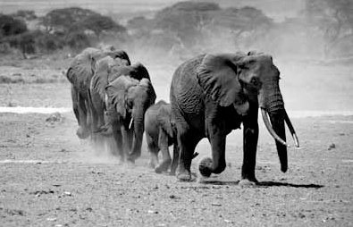 Line of Walking Elephants in Amboseli